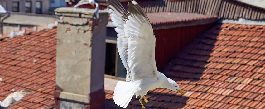 Residential Chimney Animal Removal Solution in Greenfield, MA